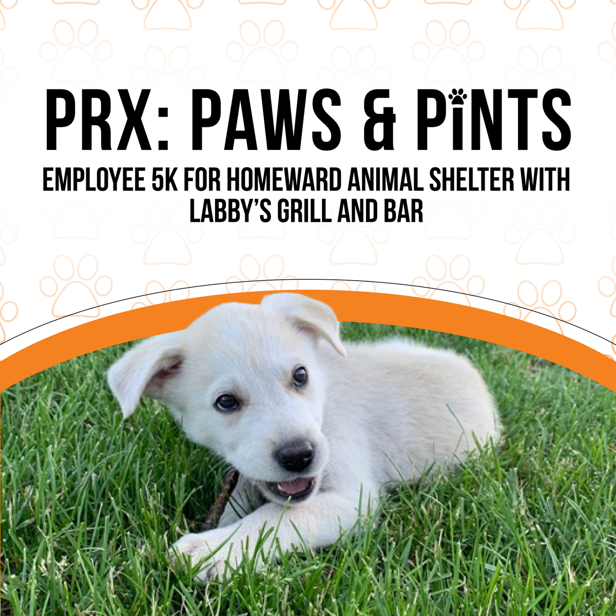 Paws & Pints: Employee 5K for Homeward Animal Shelter with Labby’s Grill and Bar